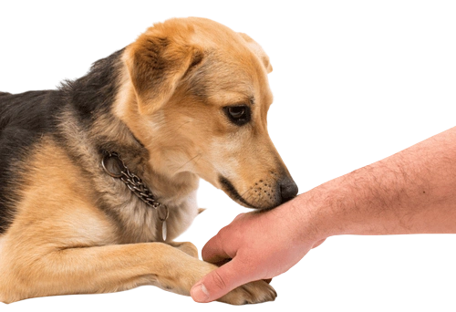 бешенство у человека