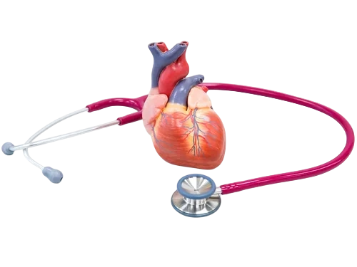 манекен человеческого сердца после инфаркта