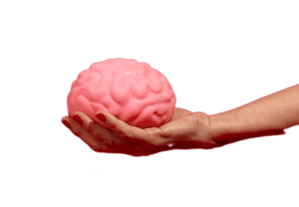 фото головного мозга